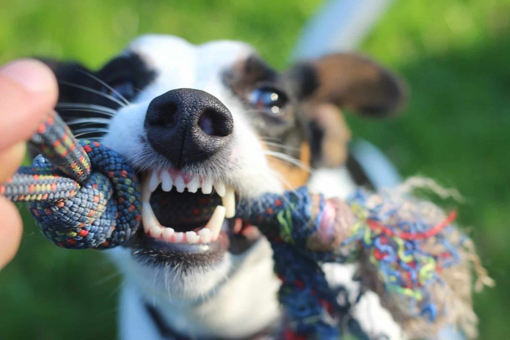 The Best Dog Toothpaste For Treating Bad Breath In Dogs