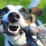 The Best Dog Toothpaste For Treating Bad Breath In Dogs