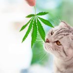 A natural approach to canine care: Exploring the power of CBD for cats