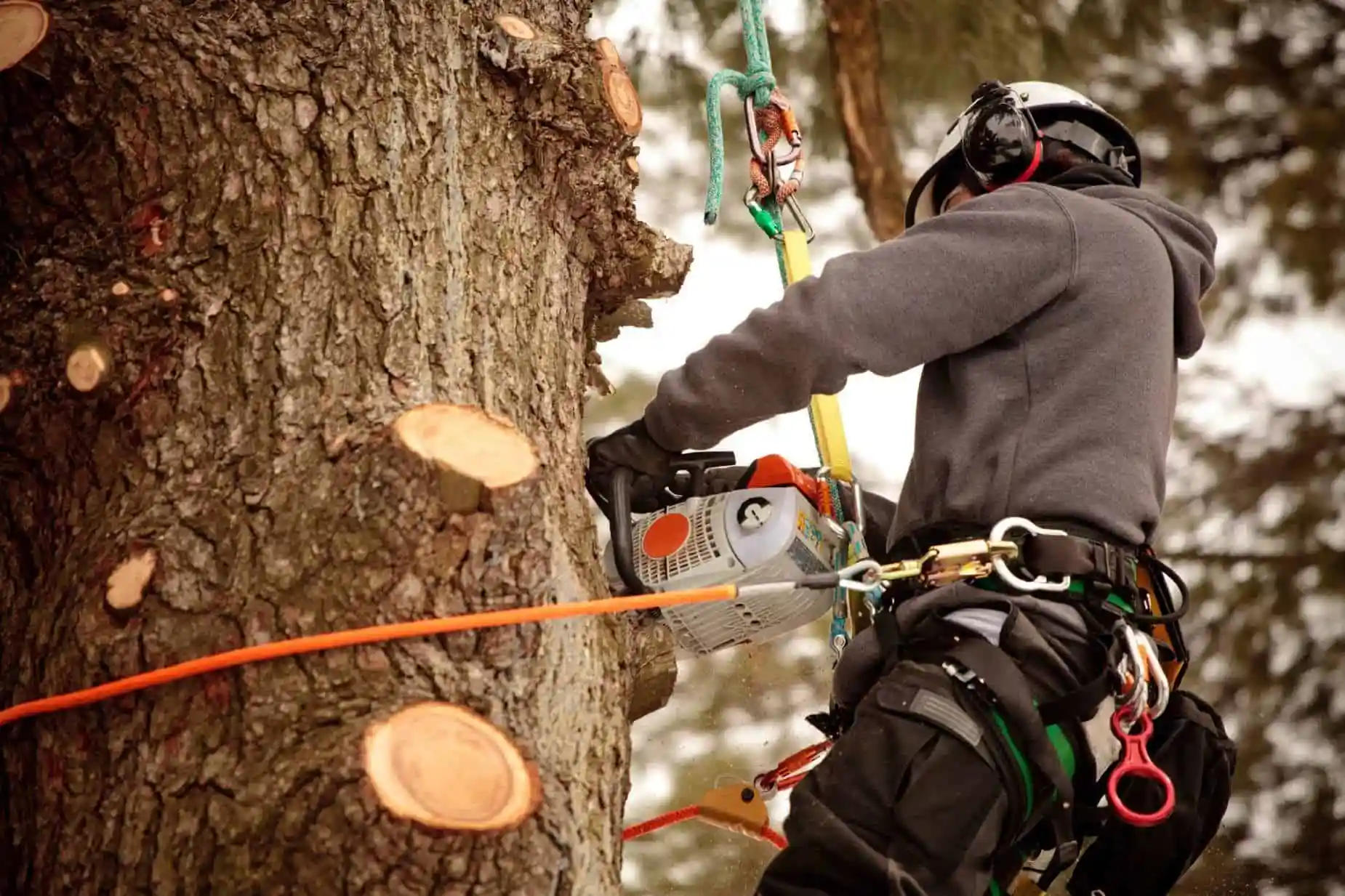 Safe reliable tree work delivered with care for your outdoor spaces